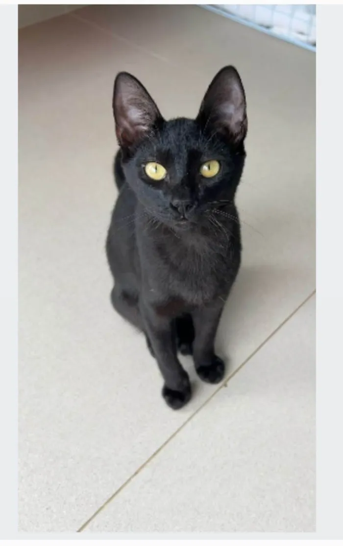 Gato ra a srd idade 2 a 6 meses nome WILL