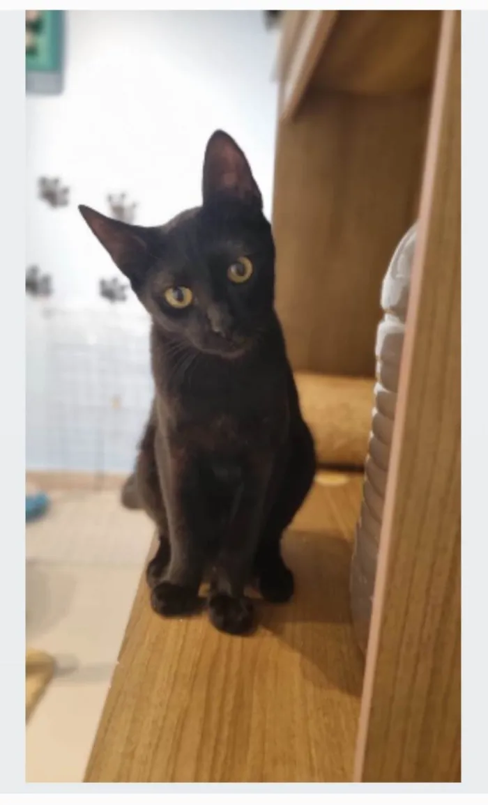 Gato ra a srd idade 2 a 6 meses nome WILL