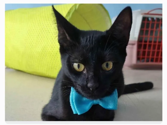 Gato ra a srd idade 2 a 6 meses nome WILL