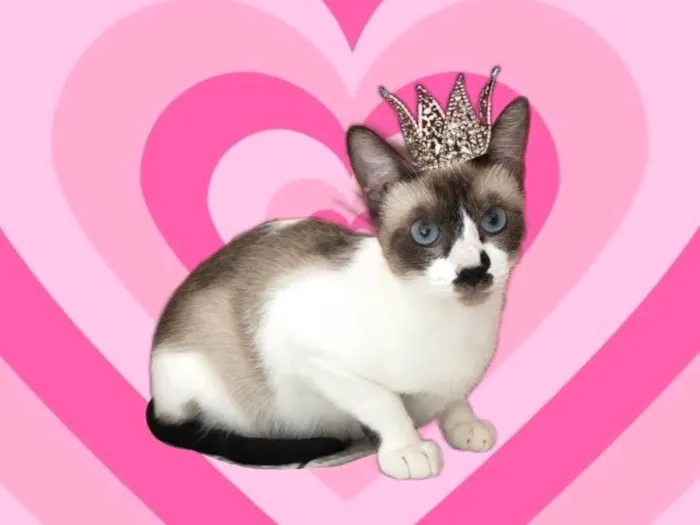 Gato ra a SRD-ViraLata idade 7 a 11 meses nome Amanda 9meses linda e muito boazinha 