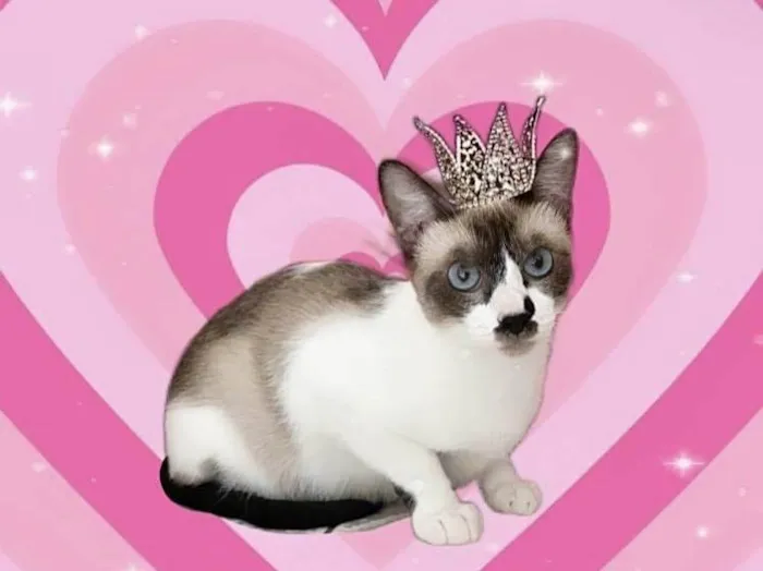 Gato ra a SRD-ViraLata idade 7 a 11 meses nome Amanda 9meses linda e muito boazinha 