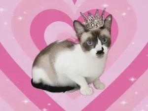 Gato raça SRD-ViraLata idade 7 a 11 meses nome Amanda 9meses linda e muito boazinha 