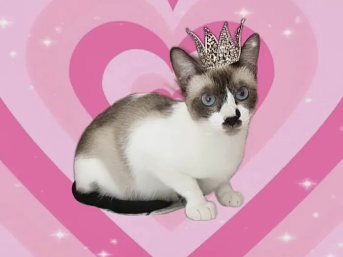 Gato ra a SRD-ViraLata idade 7 a 11 meses nome Amanda 9meses linda e muito boazinha 