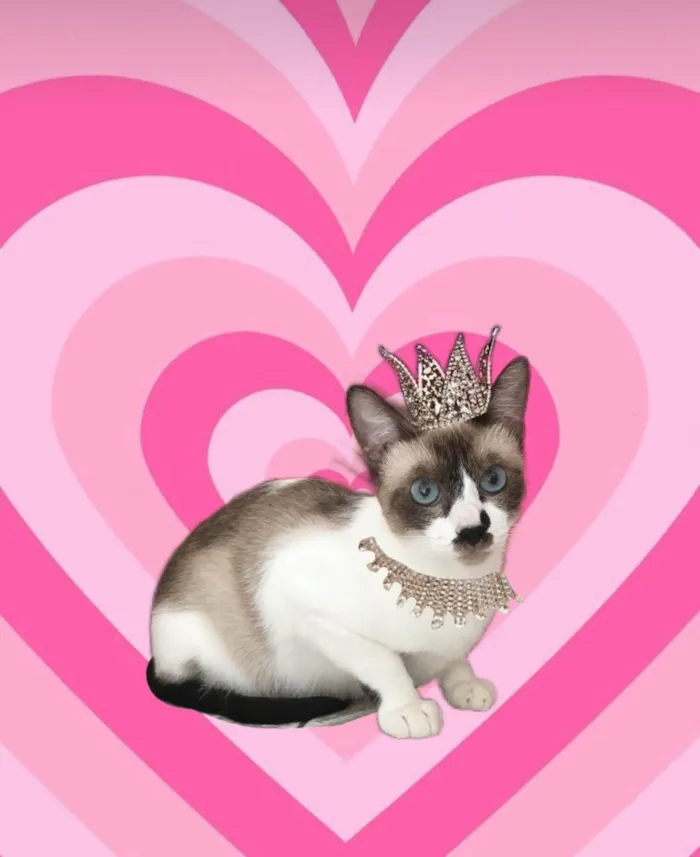 Gato ra a SRD-ViraLata idade 7 a 11 meses nome Amanda 9meses linda e muito boazinha 