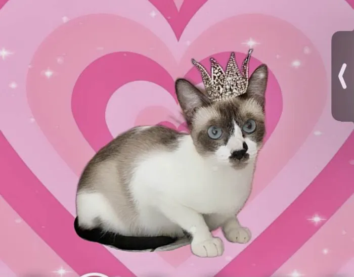 Gato ra a SRD-ViraLata idade 7 a 11 meses nome Amanda 9meses linda e muito boazinha 