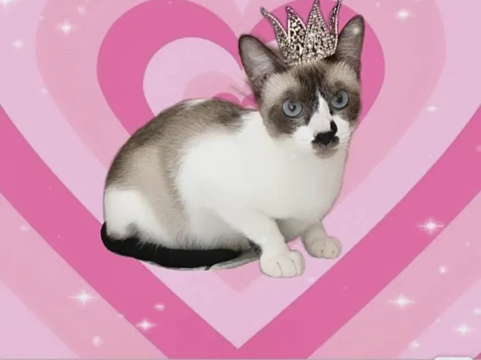 Gato ra a SRD-ViraLata idade 7 a 11 meses nome Amanda 9meses linda e muito boazinha 
