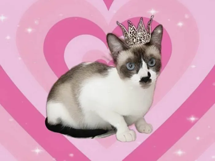 Gato ra a SRD-ViraLata idade 7 a 11 meses nome Amanda 9meses linda e muito boazinha 