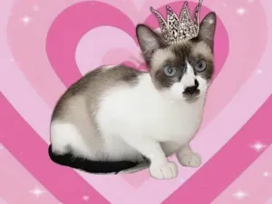 Gato raça SRD-ViraLata idade 7 a 11 meses nome Amanda 9meses linda e muito boazinha 