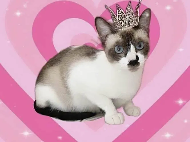Gato ra a SRD-ViraLata idade 7 a 11 meses nome Amanda 9meses linda e muito boazinha 