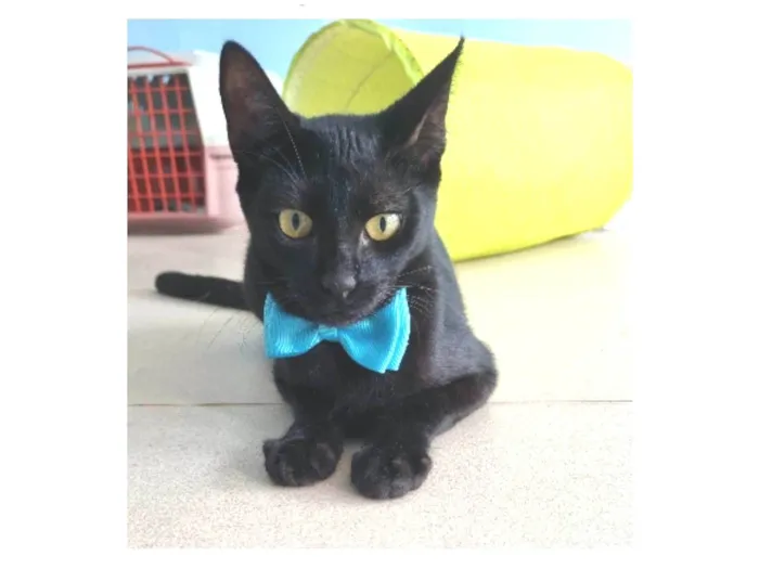 Gato ra a srd idade 2 a 6 meses nome WILL