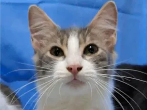 Gato raça srd bicolor idade 2 a 6 meses nome ELVIS