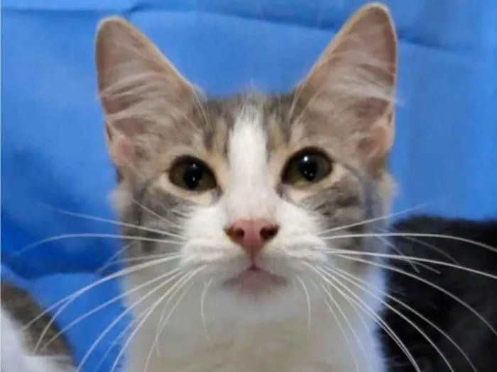 Gato ra a srd bicolor idade 2 a 6 meses nome ELVIS