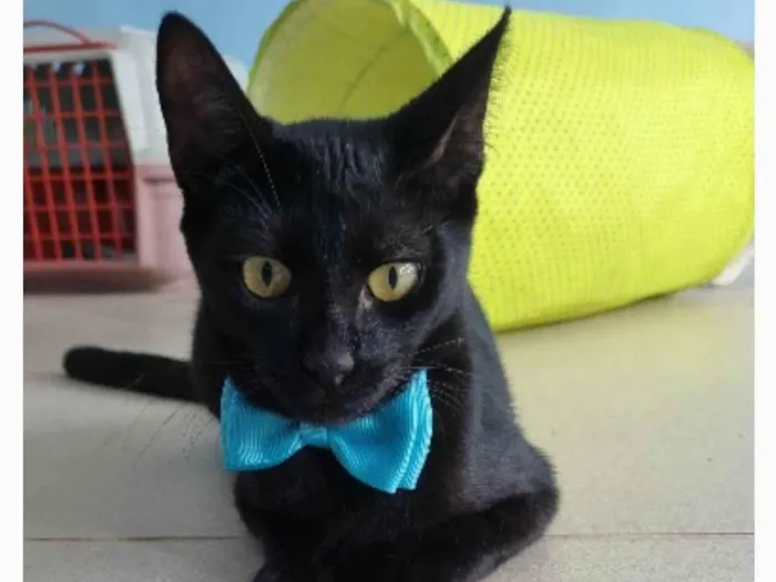 Gato ra a srd idade 2 a 6 meses nome WILL