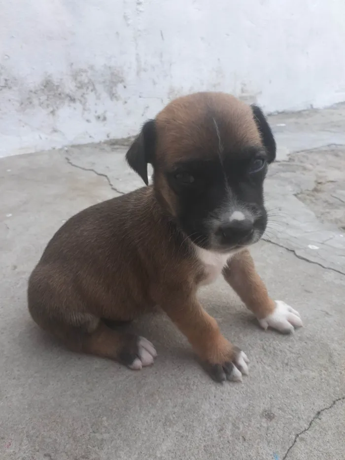 Cachorro ra a Místiço idade Abaixo de 2 meses nome Pinoquio 