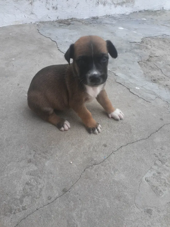 Cachorro ra a Místiço idade Abaixo de 2 meses nome Pinoquio 