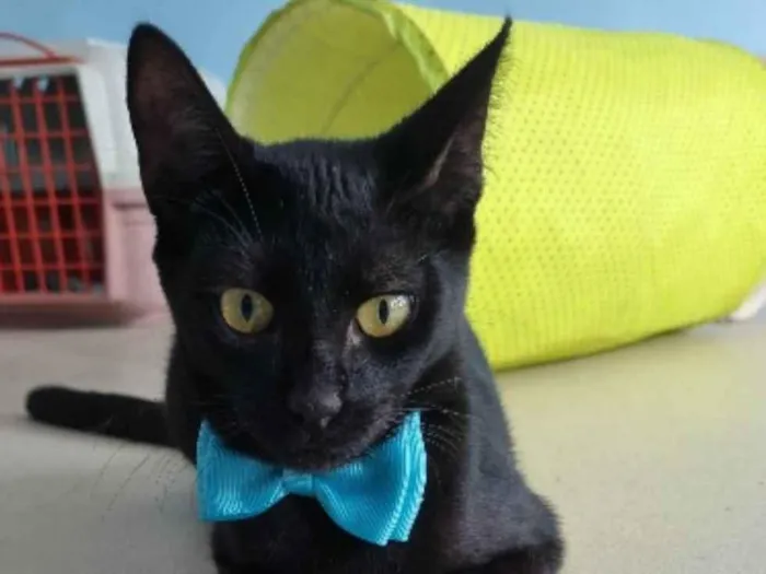 Gato ra a srd idade 2 a 6 meses nome WILL