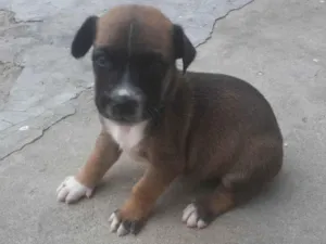 Cachorro raça Místiço idade Abaixo de 2 meses nome Pinoquio 