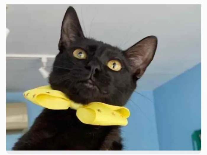 Gato ra a srd idade 2 a 6 meses nome SMITH