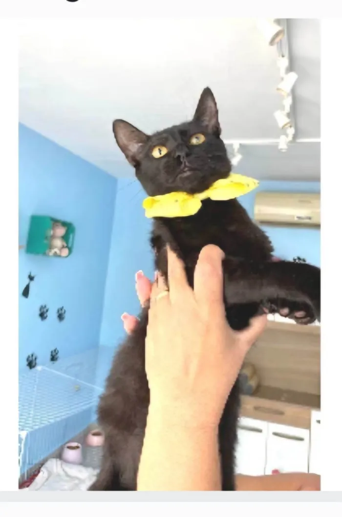 Gato ra a srd idade 2 a 6 meses nome SMITH