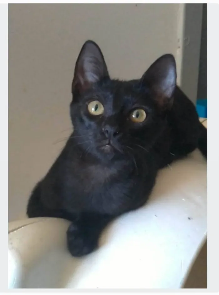 Gato ra a srd idade 2 a 6 meses nome SMITH