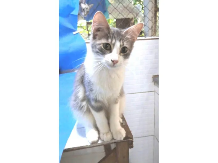 Gato ra a srd bicolor idade 2 a 6 meses nome ELVIS