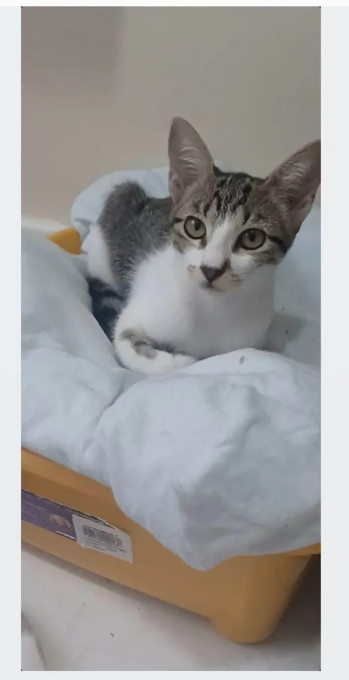 Gato ra a srd bicolor idade 2 a 6 meses nome MAÍSA