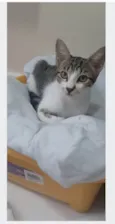 MAÍSA