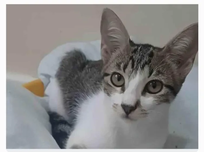 Gato ra a srd bicolor idade 2 a 6 meses nome MAÍSA