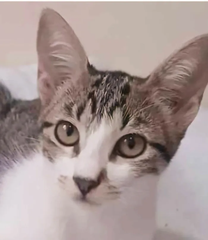 Gato ra a srd bicolor idade 2 a 6 meses nome MAÍSA