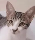 MAÍSA
