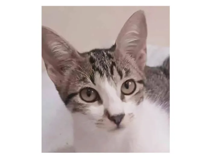 Gato ra a srd bicolor idade 2 a 6 meses nome MAÍSA