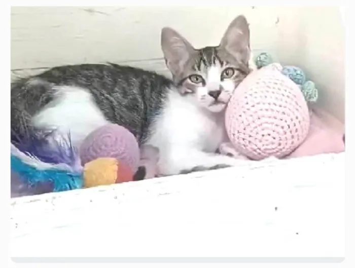 Gato ra a srd bicolor idade 2 a 6 meses nome MAÍSA