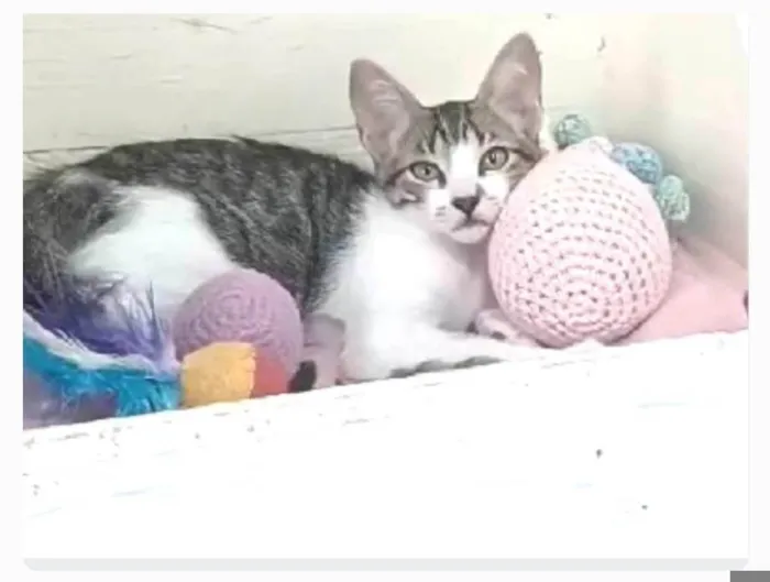 Gato ra a srd bicolor idade 2 a 6 meses nome MAÍSA