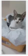 MAÍSA