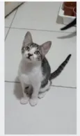 MAÍSA