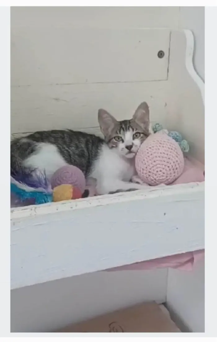 Gato ra a srd bicolor idade 2 a 6 meses nome MAÍSA