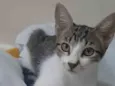 MAÍSA