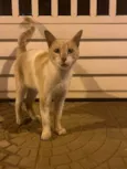 Gato macho