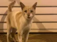 Gato macho