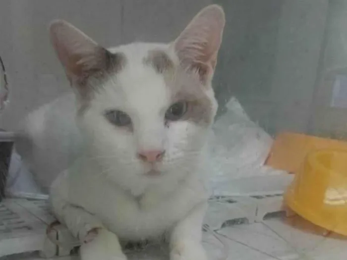 Gato ra a SRD-ViraLata idade 7 a 11 meses nome White