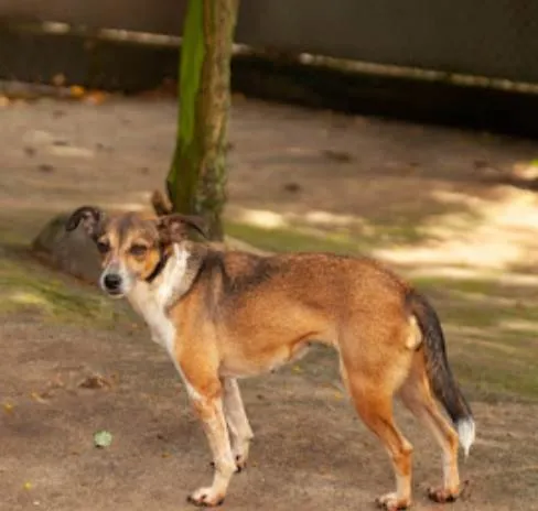 Cachorro ra a SRD-ViraLata idade 3 anos nome Almôndega 