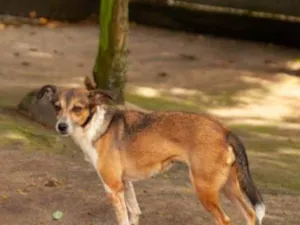 Cachorro raça SRD-ViraLata idade 3 anos nome Almôndega 