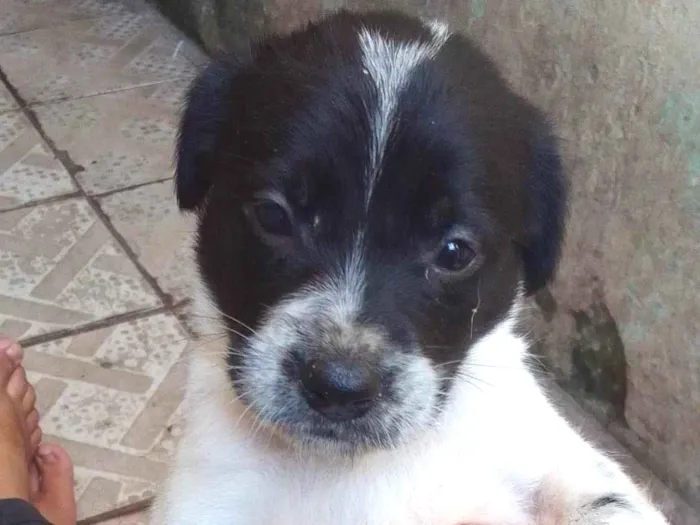 Cachorro ra a SRD-ViraLata idade Abaixo de 2 meses nome Sem nome ainda