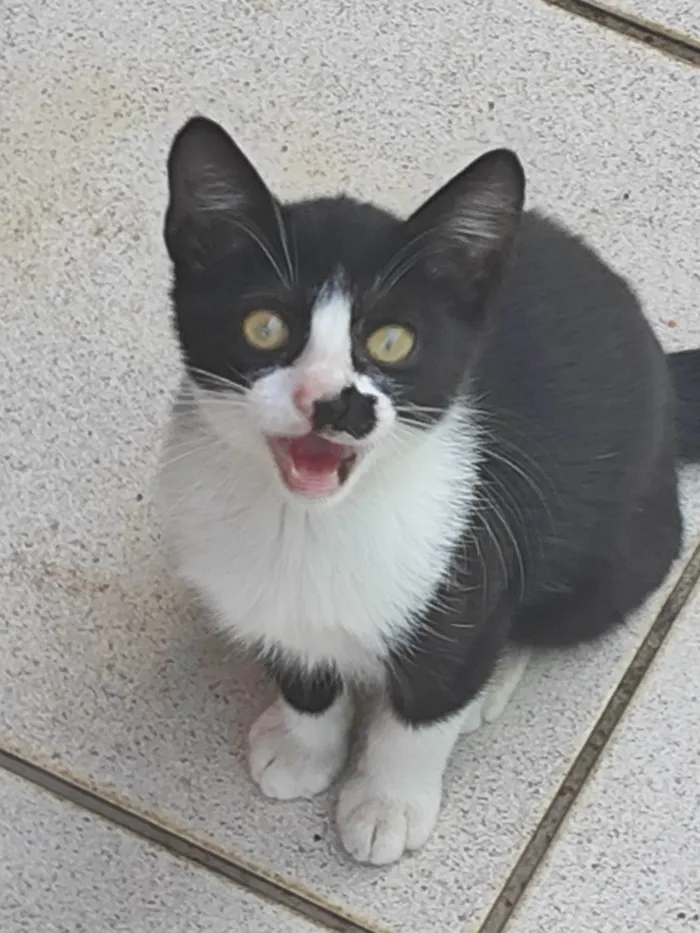 Gato ra a  idade Abaixo de 2 meses nome Manchinha