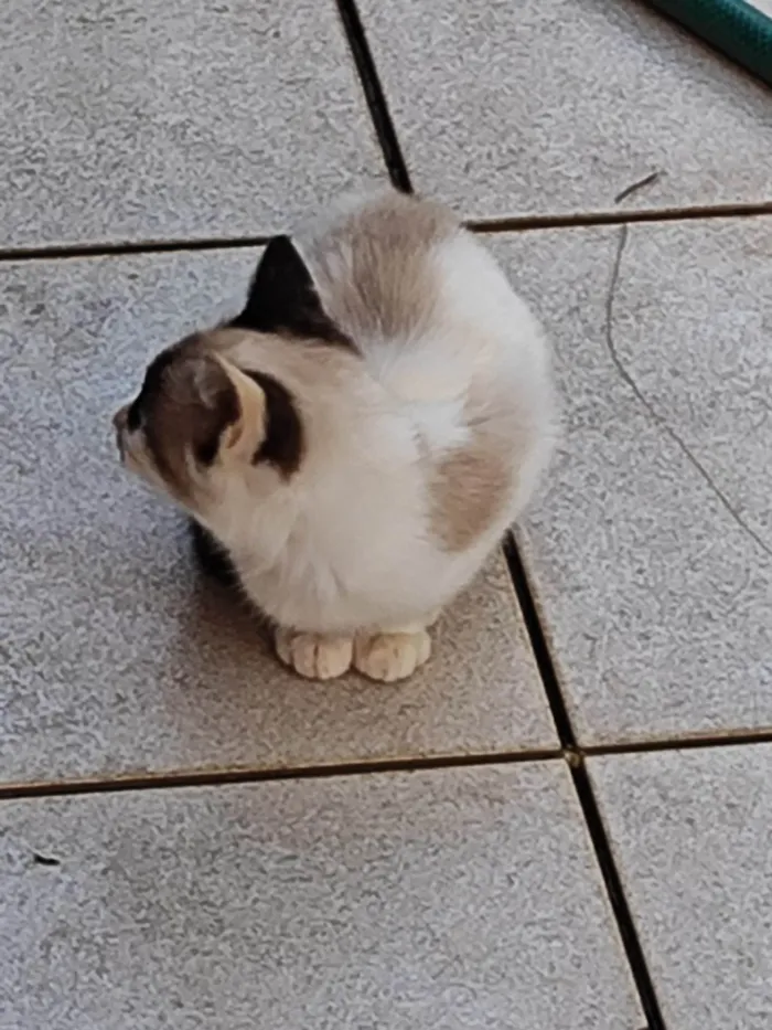 Gato ra a Siamês idade 2 a 6 meses nome Raposinha 