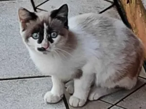 Gato raça Siamês idade 2 a 6 meses nome Raposinha 