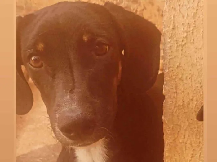 Cachorro ra a SRD-ViraLata idade 7 a 11 meses nome Sem nome 