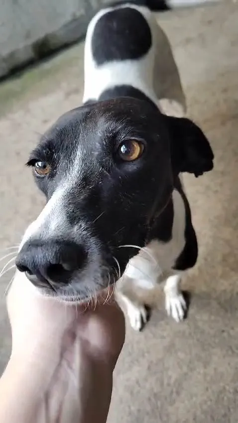 Cachorro ra a SRD-ViraLata idade 2 anos nome Jade