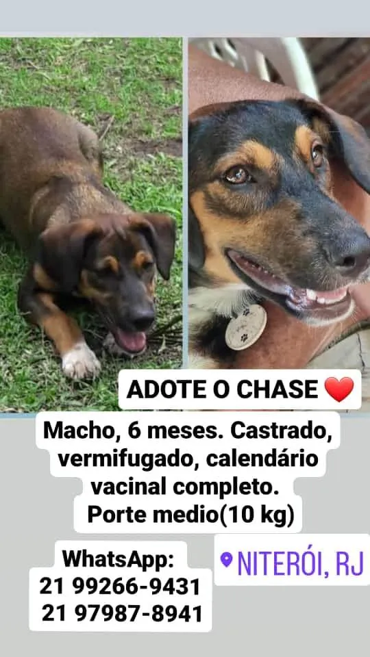 Cachorro ra a SRD-ViraLata idade 7 a 11 meses nome Chase Leonardo 