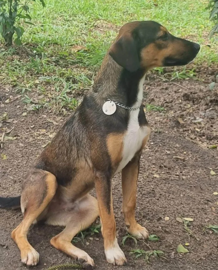 Cachorro ra a SRD-ViraLata idade 7 a 11 meses nome Chase Leonardo 